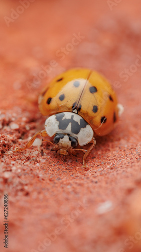 ladybug