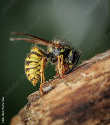 common wasp