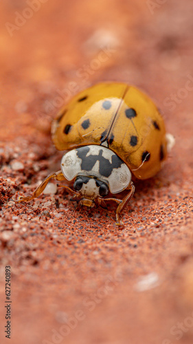 ladybug