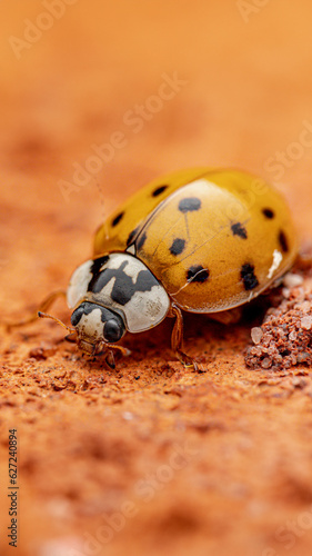 ladybird