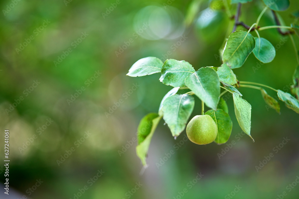 Branch with pear on garden bokeh background with copy space