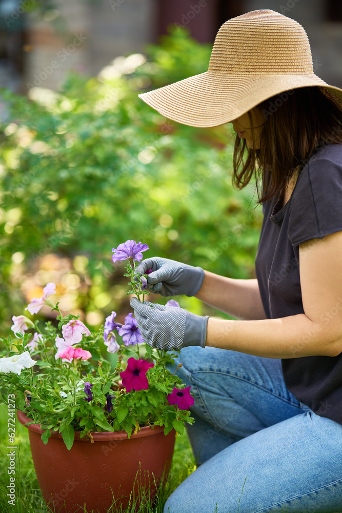 Female gardener planting flowers in the garden, cares about flowers in the backyard