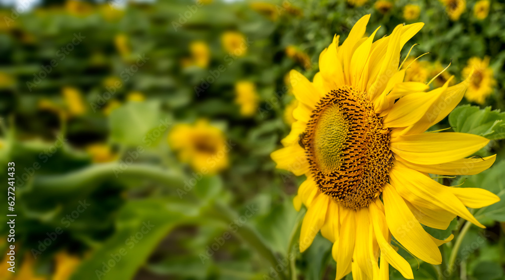 Beautiful sunflowers. field of sunflowers at sunset. Beautiful sunflowers. field of sunflowers at sunset.