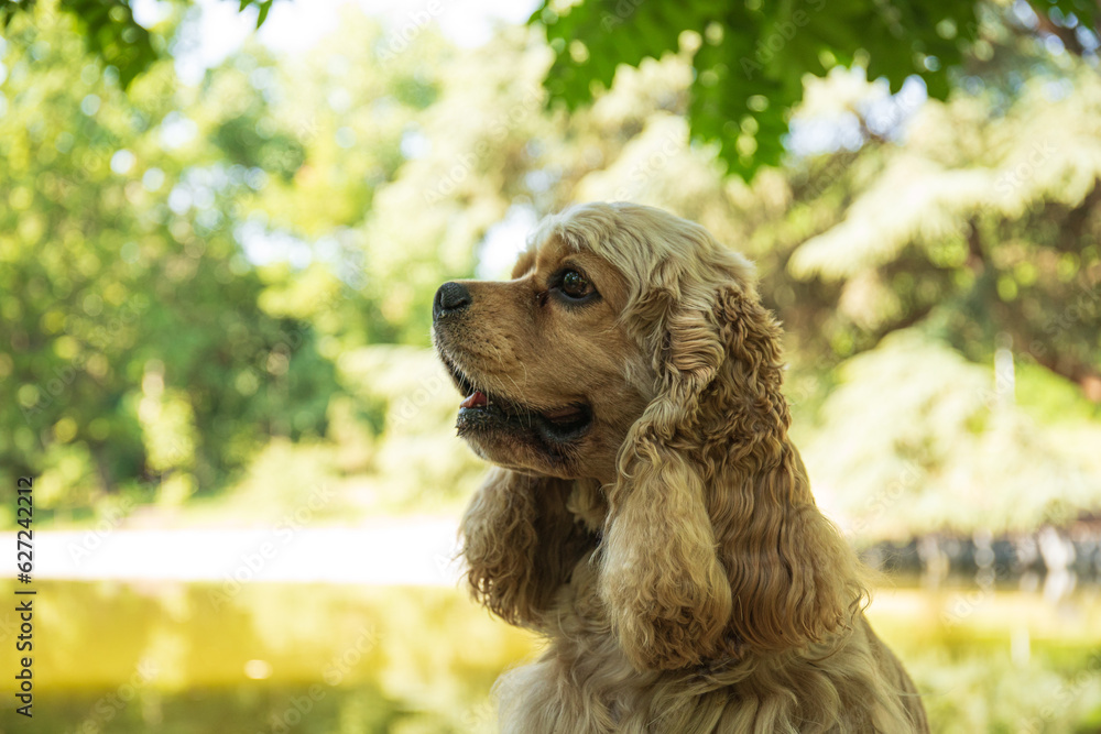 Obraz premium American spaniel, concept of pet and best friend - dog