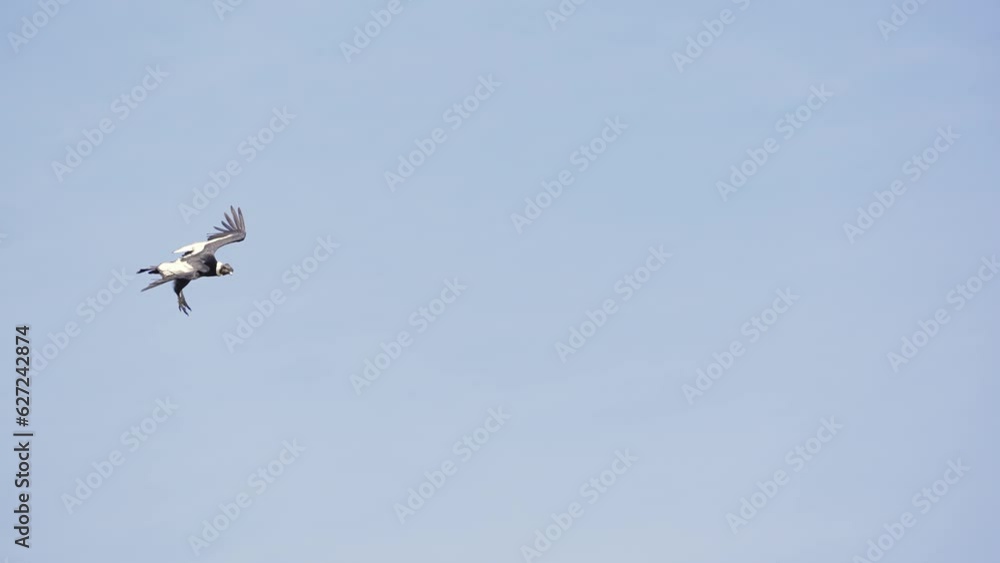 Andean Condor (Vultur gryphus) in flight over the Andes mountains of Argentina. Andean Condor (Vultur gryphus) in flight over the Andes mountains of Argentina.