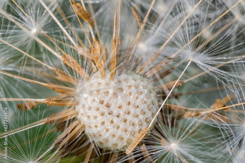 close up of dandelion