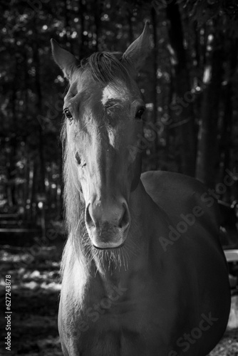 portrait of horse © Andrea