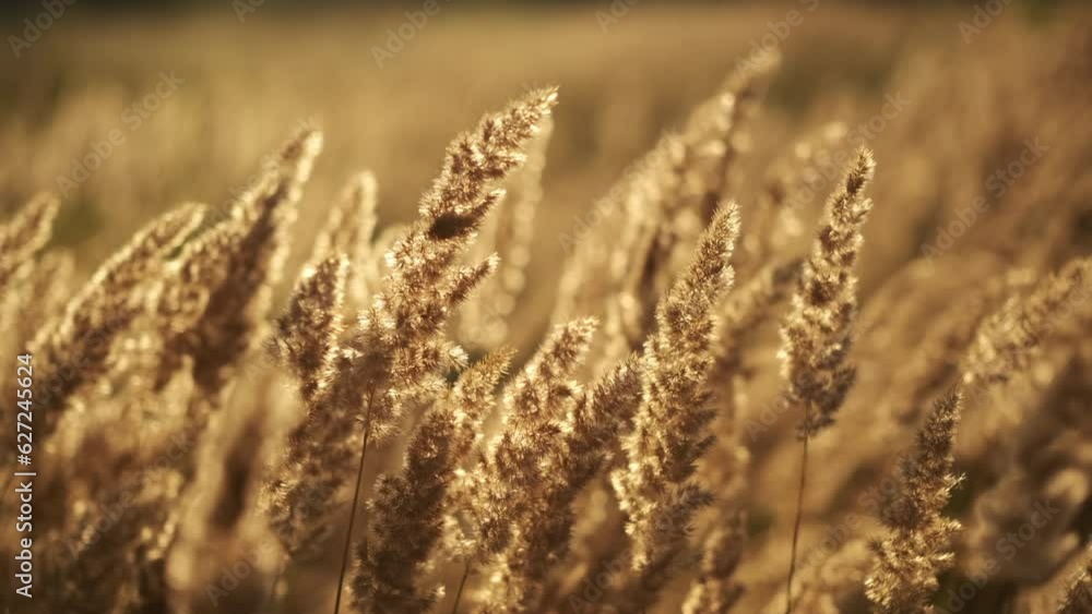 Nature. Wild grass blowing in the wind in sunset lights Nature. Wild grass blowing in the wind in sunset lights