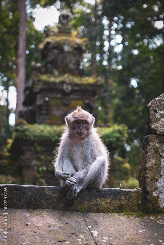 Fototapeta premium Monkey in Central Bali - Contemplating the Forest