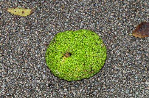 Maclura pomifera fruit on the ground