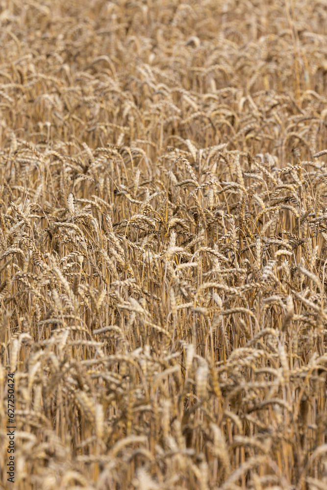 Golden ears of ripe wheat ready for harvest. Photo taken on a sunny summer day Golden ears of ripe wheat ready for harvest. Photo taken on a sunny summer day
