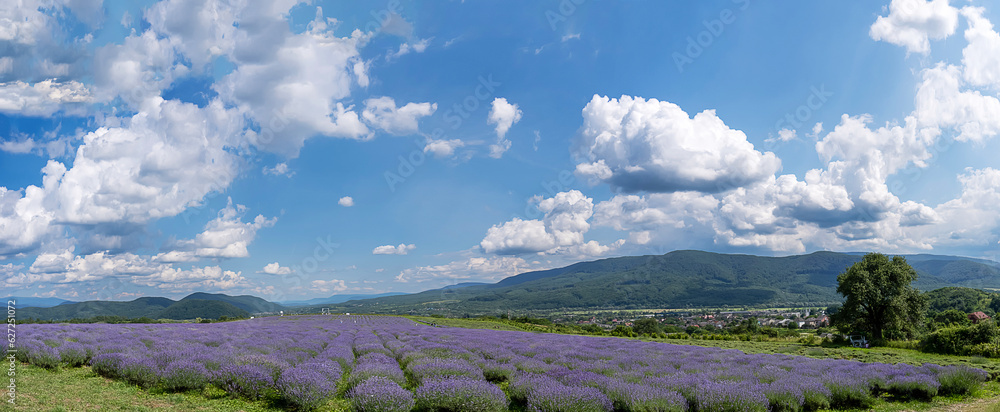 Obraz premium Beautiful lavender field with long purple rows. fluffy clouds