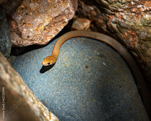 close up of beautiful, dangerous juvenile eastern brown snake spotted in paluma range national park, near jourama falls, north queensland, australia; deadly venomous snake in australia photo