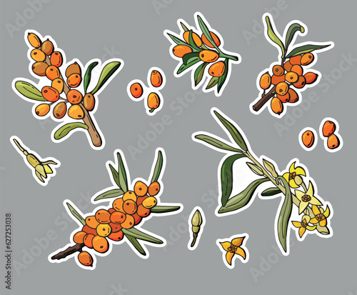 Sea buckthorn sticker set. Cartoon style.