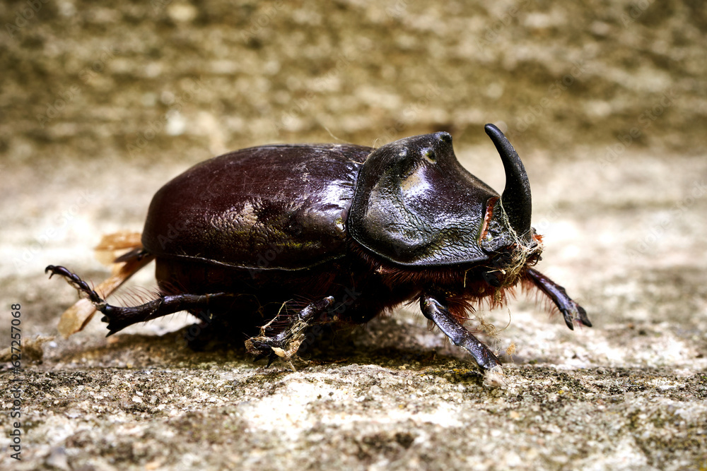 rhinoceros beetle crawls on green foliage rhinoceros beetle crawls on green foliage