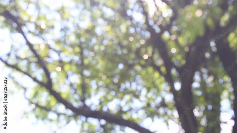 Blurry nature background video. Blurred tree with sunlight. Blurry nature background video. Blurred tree with sunlight.