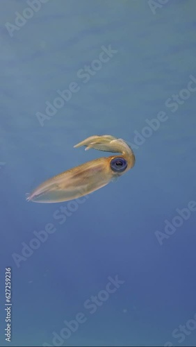 Vertical video, Baby calamary swims in blue water sparkling in sun glare on sunny day with bright sunshine, slow motion. Newborn Bigfin reef squid or Oval squid (Sepioteuthis lessoniana) photo