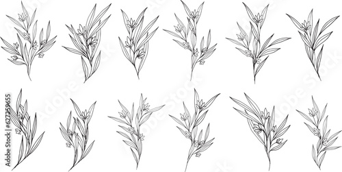 Set of botanical abstract line art composition of minimal floral elements of herbs, flowers, leaves and branches. vector illustration for wedding invitation, logo design and posters template, tattoo.
