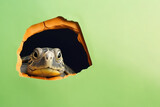 Turtle peeks in surprise through a hole in the paper on a pastel green background, with copy space