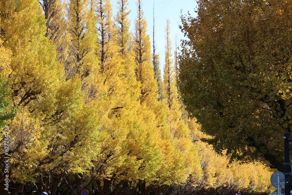 Fototapeta premium いちょう並木