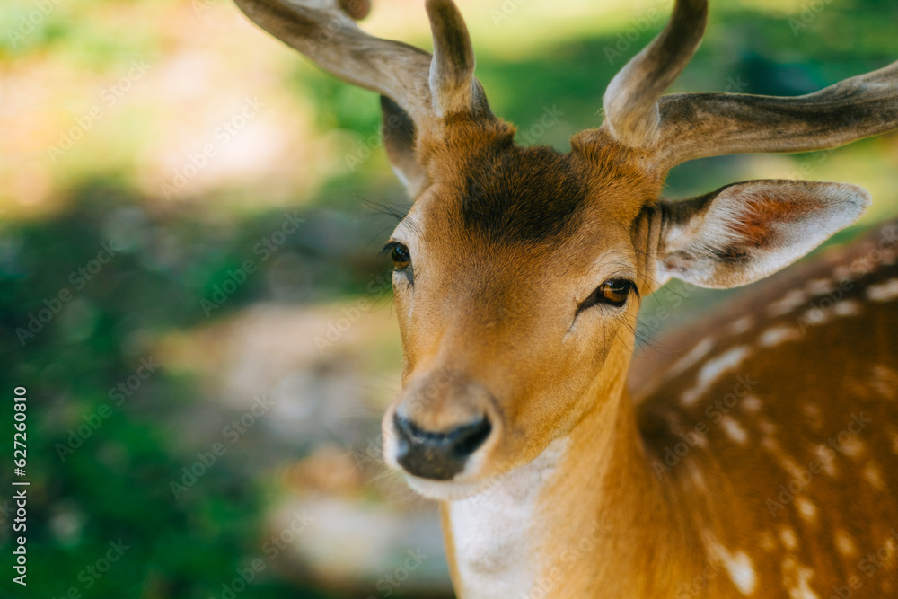 Red deer fallow deer majestically powerful animal in the forest. Animals in the natural forest. The wild nature landscape. Deer garden. Red deer fallow deer majestically powerful animal in the forest. Animals in the natural forest. The wild nature landscape. Deer garden.