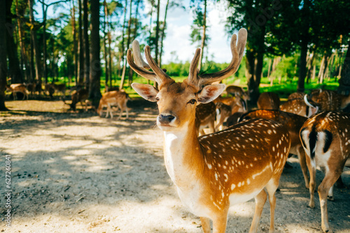 Red deer fallow deer majestically powerful animal in the forest. Animals in the natural forest. The wild nature landscape. Deer garden.