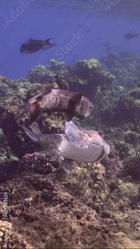 Vertical video, Courtship game of pair of Porcupinefish floating above shallow coral reef and swim away into cave, slow motion, Ajargo, Giant Porcupinefish or Spotted Porcupine Fish (Diodon hystrix) photo