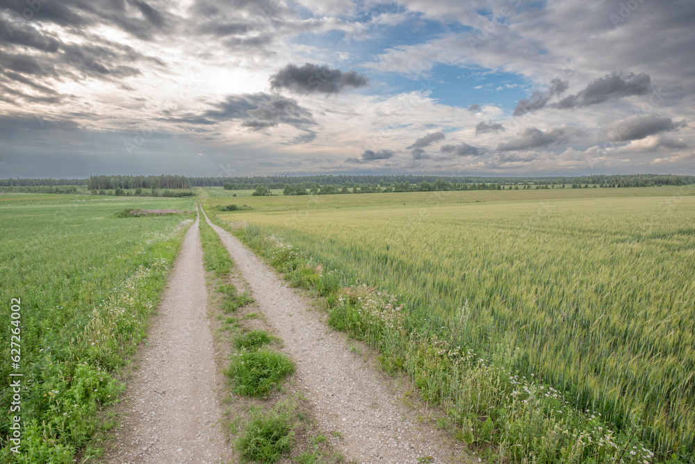 field of wheat, farm landscape and sky in midsummer in Estonia field of wheat, farm landscape and sky in midsummer in Estonia