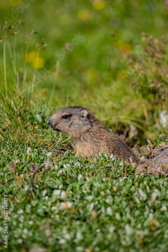 Baby Murmeltiere im Hochschwabgebiet © Christoph Trois