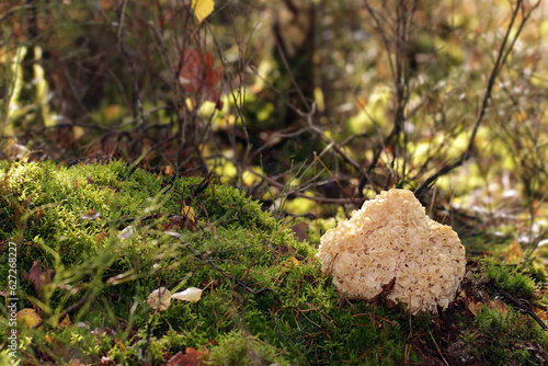 A wild edible fungus Wood Cauliflower (Sparassis crispa) growing in the forest. It has a yellowish creamy wavy surface, resembling lasagna noodles or sponge. Also known as Cauliflower mushroom.