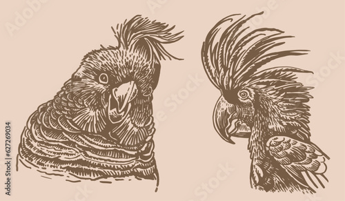 Graphical vintage set of  parrots ,vector element of bird.Ink pen parrots,ornithology