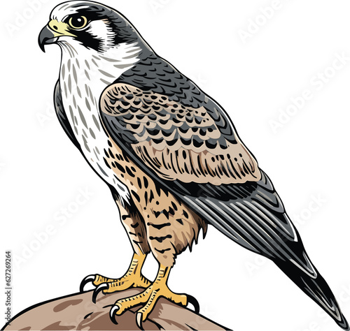 Falcon bird, vector illustration, isolated on white background.