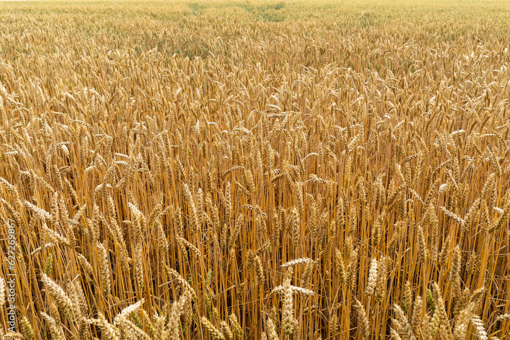 Background from growing wheat in the field Background from growing wheat in the field