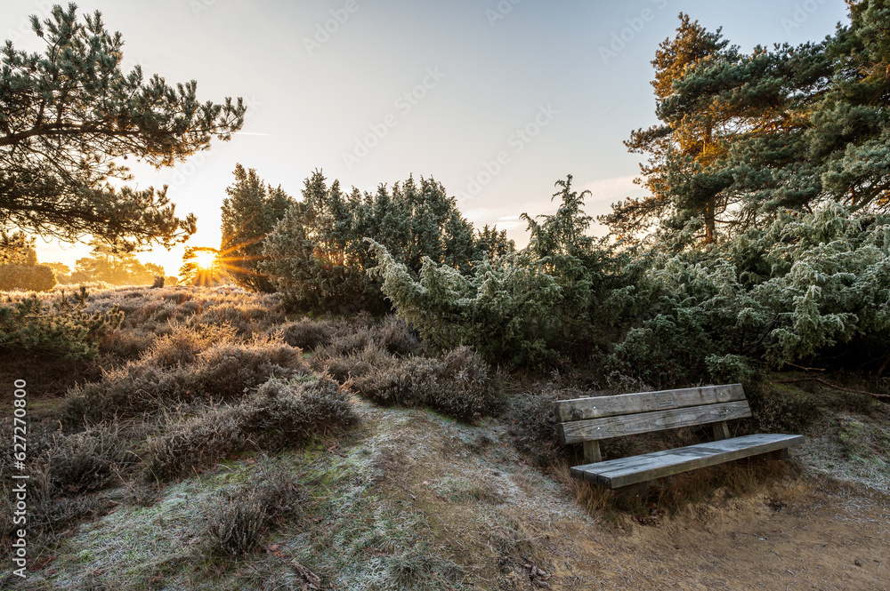 Dutch heathland landscape in wintertime with a bench along a hiking path.