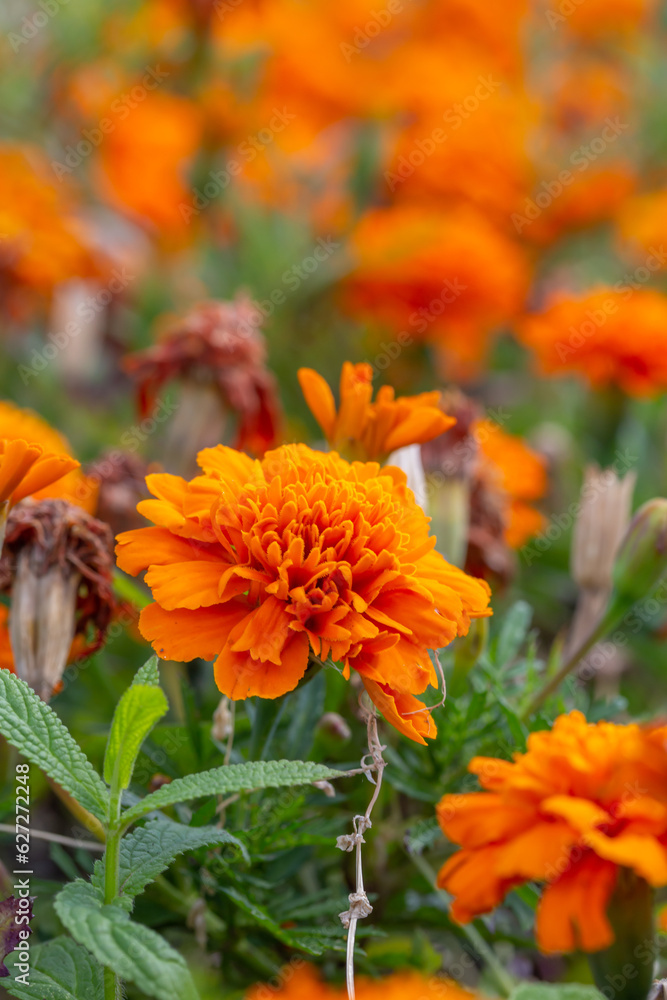 Blooming marigold flower with orange petals in summertime close-up photo. Red tagetes patula flowers macro photography on a summer day. Blooming marigold flower with orange petals in summertime close-up photo. Red tagetes patula flowers macro photography on a summer day.