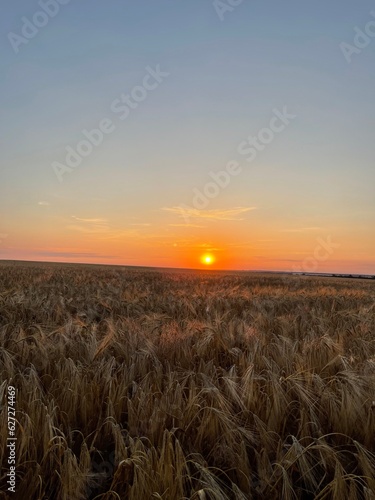 sunset in the field