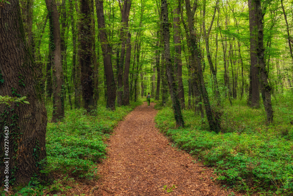Fototapeta premium Lonely woman walking along a path in a dense green forest