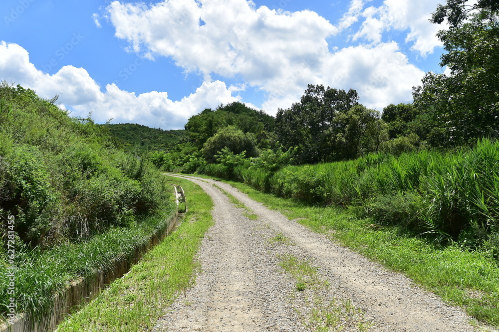 unpaved road, trees and plants against the blue sky