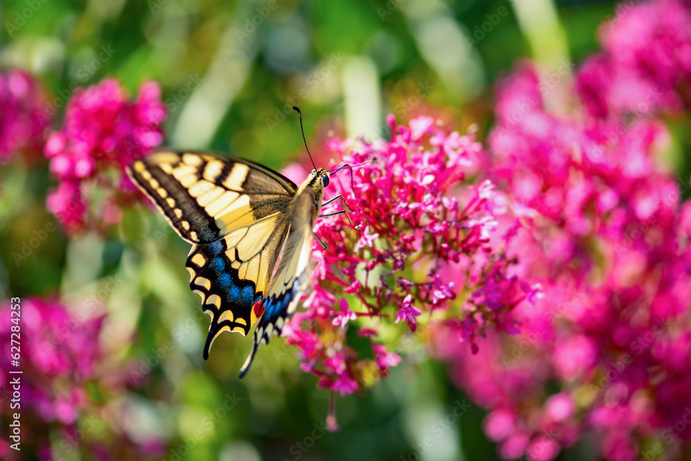 Fototapeta premium Papilio machaon or Old World or common yellow swallowtail is a big butterfly of the family Papilionidae with typicall yellow wings with black vein markings and red and blue eye spots