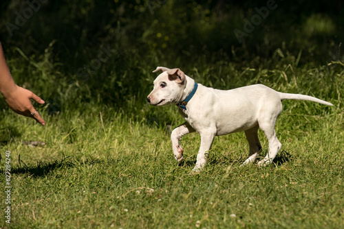 jack russell terrier running