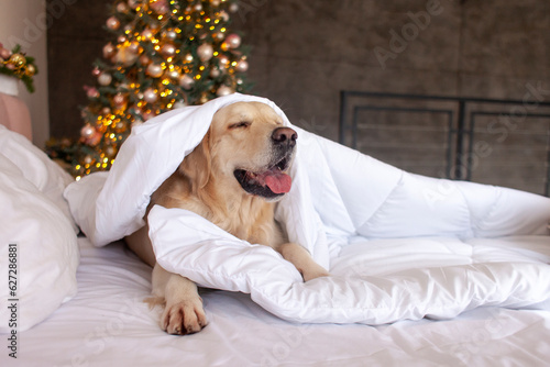 cute domestic dog lies at home on bed against the background of Christmas tree, golden retriever is resting