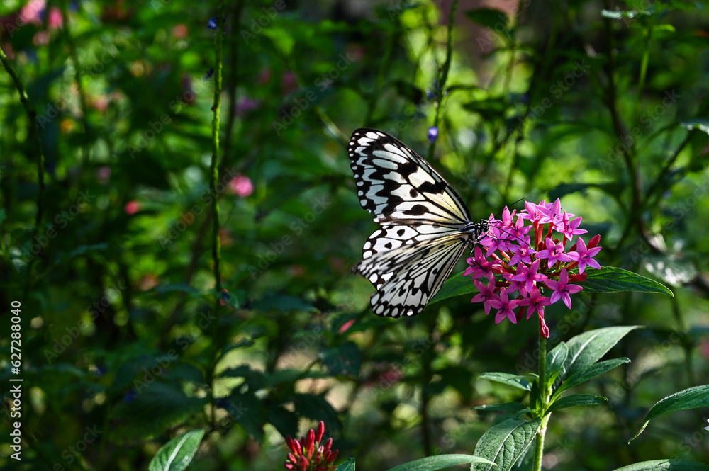 Idea leuconoe butterflies in the garden. Idea leuconoe butterflies in the garden.