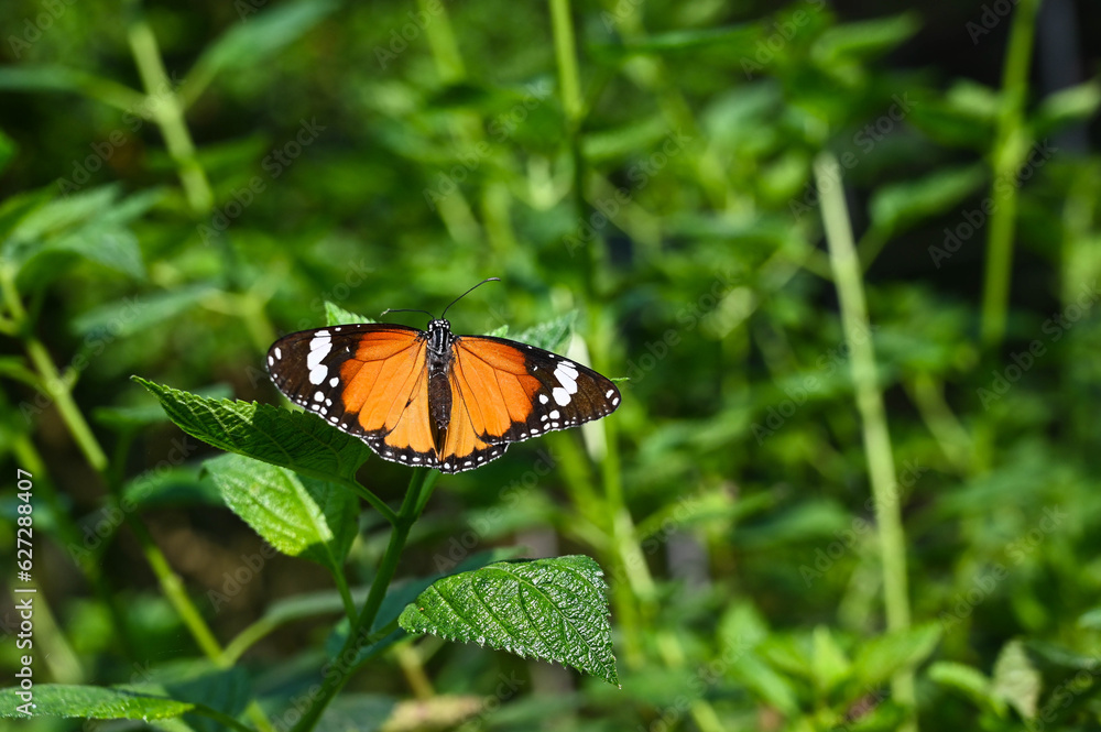 Monarch Butterfly in the garden. Monarch Butterfly in the garden.