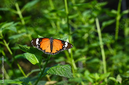 Monarch Butterfly in the garden. © LIU YU SHAN