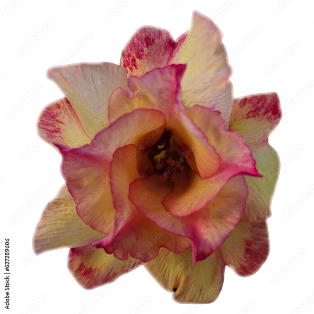 Orange flower top view on transparent background, png orange flower Orange flower top view on transparent background, png orange flower