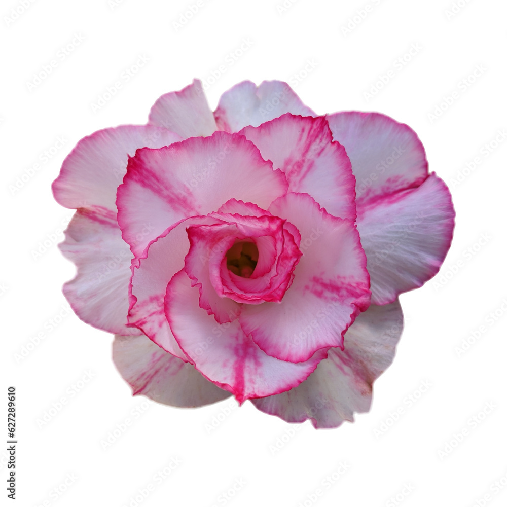 pink orchid isolated on transparent background, png pink flower pink orchid isolated on transparent background, png pink flower