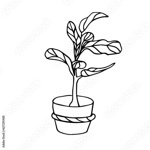 The Fiddle Leaf Fig. Doodle illustration of a potted houseplant . Line art. Design element