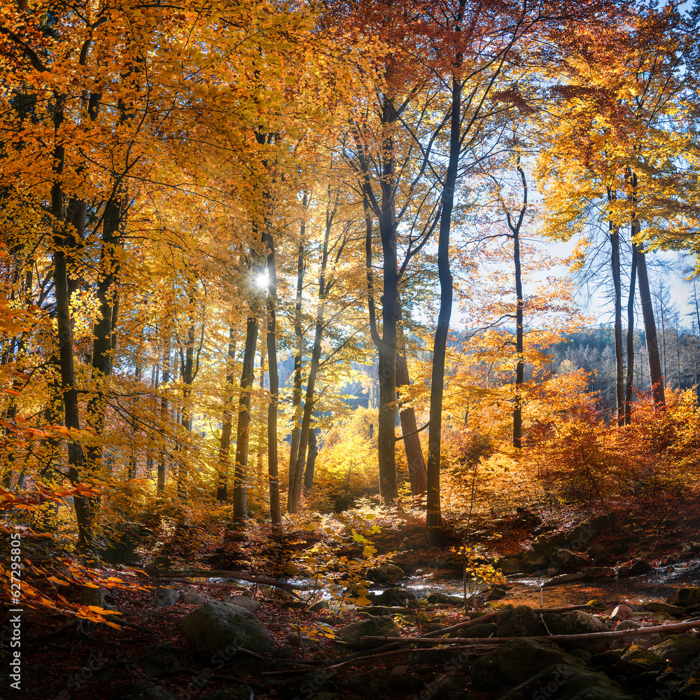 golden leuchtende Herbstbäume im Sonnenschein im Harzgebirge