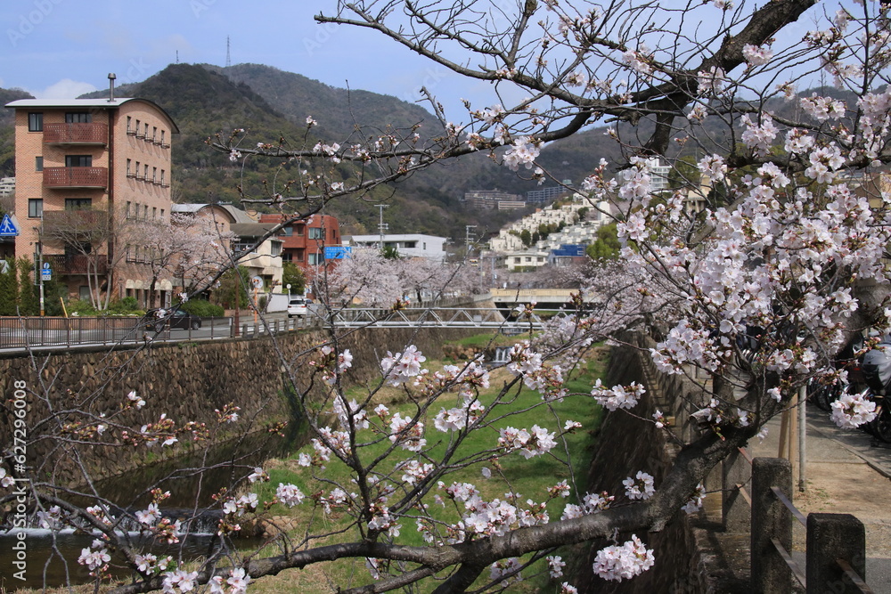 芦屋川(兵庫県芦屋市)の川辺に咲く満開の桜の花 StockFoto Adobe Stock