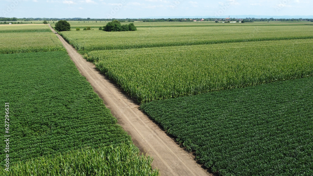 green corn and soybean fields - drone photography green corn and soybean fields - drone photography